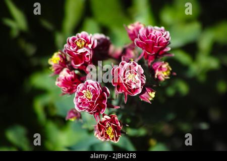 Un primo piano di maroon comune colombina (Aquilegia vulgaris) fiori in natura. Foto Stock