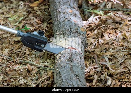 Pulizia del parco su un operatore di servizi pubblici tagliare alberi e tronchi con motoseghe Foto Stock