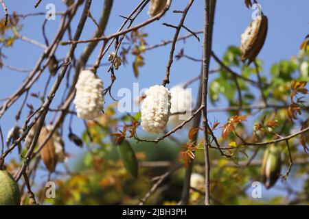 L'albero di baobab ha prodotto bellissimi frutti. Foto Stock