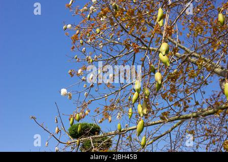 L'albero di baobab ha prodotto bellissimi frutti. Foto Stock