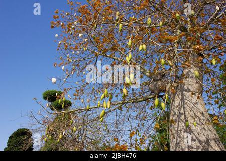 L'albero di baobab ha prodotto bellissimi frutti. Foto Stock