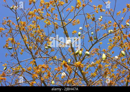 L'albero di baobab ha prodotto bellissimi frutti. Foto Stock