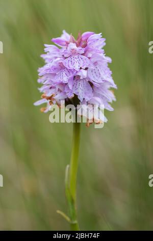 Comune Spotted-orchidea - Dactylorhiza fuchsii, bella pianta colorata fioritura da prati e praterie europee, isola Runde, Norvegia. Foto Stock