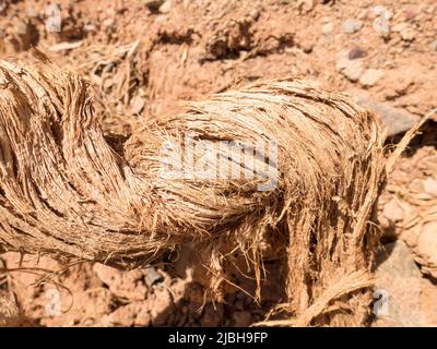 Radice asciutta di un albero nel deserto. Paesaggio arido di argilla. Foto Stock