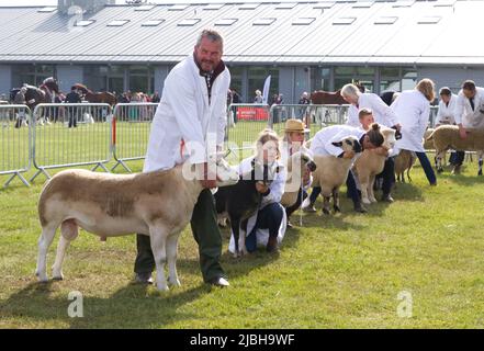 La line-up nel campionato di pecore inter-razza che è stato vinto da un Texel al Suffolk Show a Trinity Park, Ipswich. Foto Stock