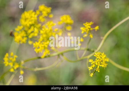 Isatis tinctoria, detta anche woad, woad di dyer, o glastum, è una pianta fiorente della famiglia Brassicaceae. Foto Stock