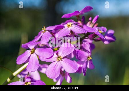 Lunaria annua, detta onestà o onestà annuale in inglese, è una specie di pianta fiorente della famiglia dei cavoli e delle senape Brassicaceae. Foto Stock