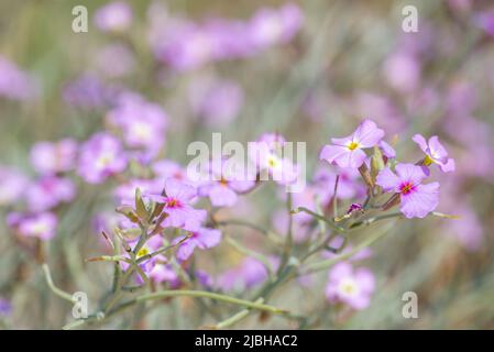 Stock di sabbia (Malcolmia littorea) Foto Stock