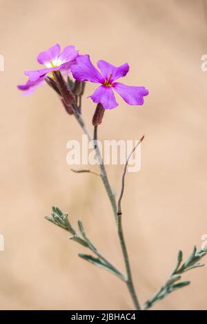 Stock di sabbia (Malcolmia littorea) Foto Stock