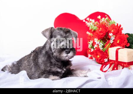 Un piccolo puppy bearded schnauzer in miniatura adagiato su un letto tra fiori rossi, un cuore, un regalo. Amore per gli animali domestici. Animali domestici preferiti. Concetto di San Valentino. PE Foto Stock
