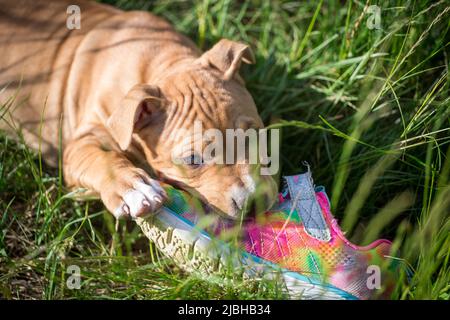 Cucciolo American Pit Bull Terrier che gioca con una scarpa Foto Stock