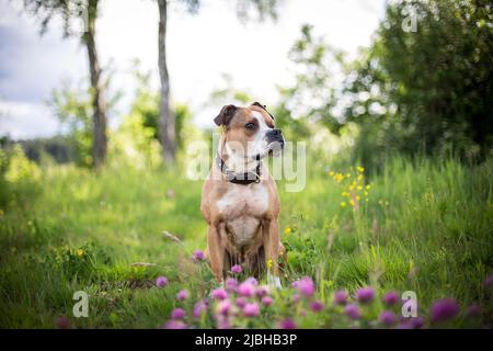Bulldog in forma e sano in un campo di fiori Foto Stock