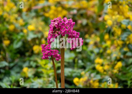 bellissimi fiori rosa luminosi di orecchie di elefante bergenia Foto Stock