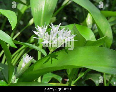 fioritura di allio ursinum noto come aglio selvatico una bella e commestibile pianta nel suo habitat naturale Foto Stock