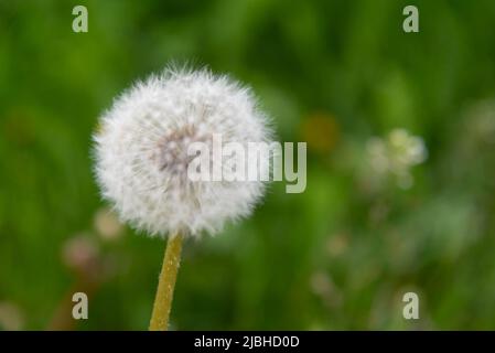 dente di leone bianco su sfondo verde. Foto di alta qualità Foto Stock