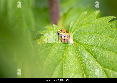 Nuovo nato ladybug eclosing su una foglia verde come passaggio da larva a ladybug scarabeo con puntini neri sulle sue ali rosse mostra il nuovo nato fortunato talismano Foto Stock