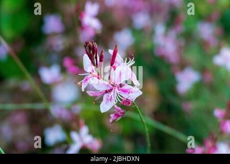 weiß Pink farbene Prachtkerze Whirling Blüte mit unscharfem Hintergrund Foto Stock