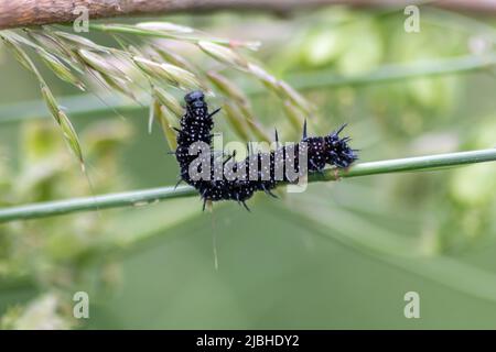 Grande bruco nero con punti bianchi, tentacoli neri e piedi arancioni è la bella grande larva della farfalla pavone mangiare foglie e erba Foto Stock