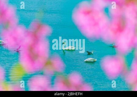 Cigni che nuotano in un mare con fiori rosa in primo piano Foto Stock