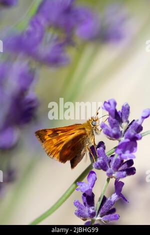 Una piccola farfalla (uno Skipper--probabilmente Skipper Woodland/Ochlodes sylvanoides) su una lavanda in fiore. Foto Stock