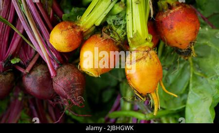 BIO Beetroot rosso dorato Beta vulgaris barbabietola burpees raccolto mazzo contadino agricoltura serra folio e fattoria agricola giardino raccolta foglia rosso Foto Stock