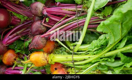 BIO Beetroot rosso dorato Beta vulgaris barbabietola burpees raccolto mazzo contadino agricoltura serra folio e fattoria agricola giardino raccolta foglia rosso Foto Stock