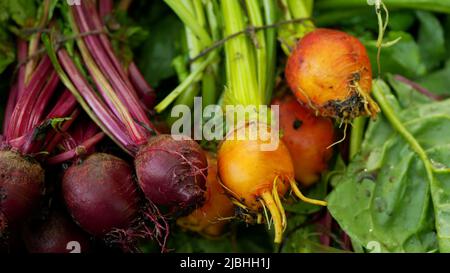 BIO Beetroot rosso dorato Beta vulgaris barbabietola burpees raccolto mazzo contadino agricoltura serra folio e fattoria agricola giardino raccolta foglia rosso Foto Stock