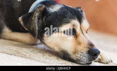 Primo piano della testa di un cane nero e tan grel che riposa con la sua mascella che poggia sul terreno e guarda avanti. L'animale indossa un par Foto Stock