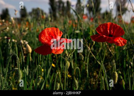 Fiori di papavero rosso nel campo. Prato di fiori selvatici con papaveri contro il cielo in primavera. Foto Stock