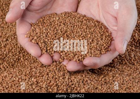 Fondo di grano saraceno, consistenza delle semole di grano saraceno. Grano saraceno arrosto nelle mani. Concetto di crisi alimentare, cattivo raccolto, mancanza di cibo, carestia. Foto Stock