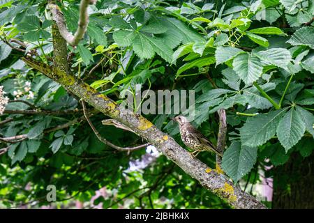 Un uccello di Trush di Mistle, turdus visivorus, in piedi su un ramo di albero coperto di lichen con un verme nella sua bocca. Foto Stock