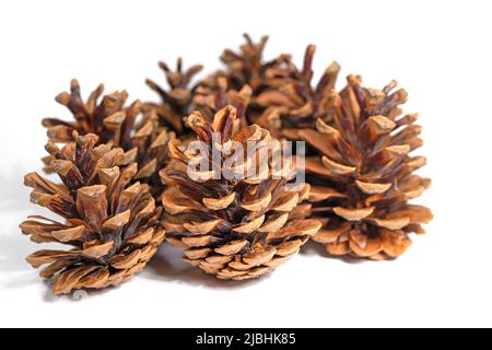 Coni di pino su sfondo bianco in primo piano Foto Stock