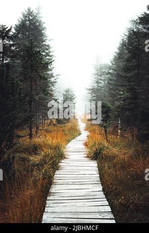 Tortuoso sentiero di legno foresta attraverso le zone umide, repubblica Ceca, Jizerske hory Foto Stock