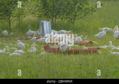 Oche giovani in un allevamento specie-appropriato bere Foto Stock