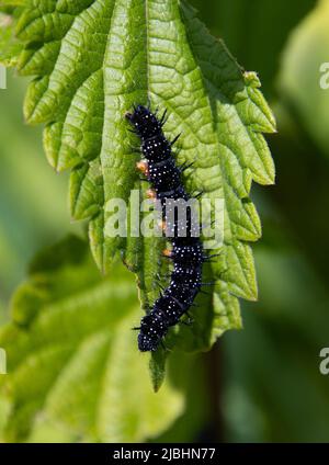 Bacini di raccolta appena sfornati della farfalla di pavone che mangia foglie di ortica pungente, anche chiamato Aglais io o Pfauenauge Foto Stock