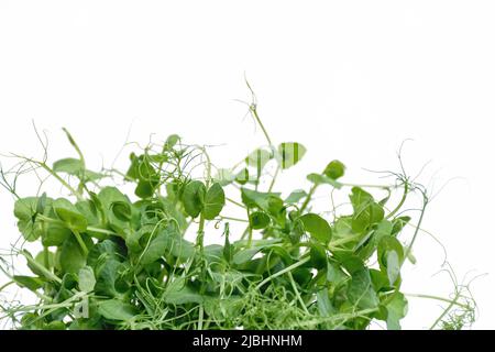 Messa a fuoco selettiva morbida di germogli di piselli verdi a microgredo su sfondo bianco. Il concetto di vegan e di alimentazione sana. Germinazione di semi a casa. Alimentazione o dieta sana. Spazio di copia. Foto Stock