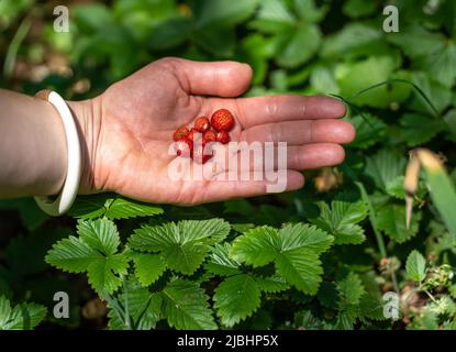 Fragole selvatiche appena raccolte in mano, fuoco selettivo Foto Stock