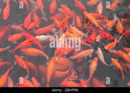 Pesce carpa rosso. Foto Stock