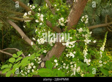 Rosa filipes ‘Kiftsgate’, una rosa bianca che cresce su un albero nel giardino di Medite Smartply progettato da Sarah Eberle Foto Stock