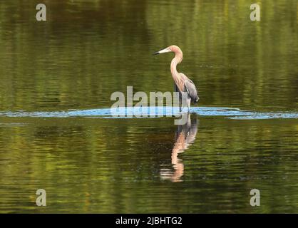 Sanibel Island, Florida, Stati Uniti, 5 giugno, 2022 foto reddish Egret classificato come 'minacciato' specie ed è protetto, meno di 2000 coppie nidificanti negli Stati Uniti, parte della famiglia Heron, come visto alla riserva di caccia Ding Darling a Sanibel Island, Florida. Foto di Jennifer Graylock-Graylock.com Foto Stock