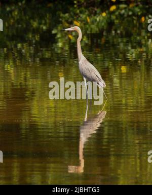 Sanibel Island, Florida, Stati Uniti, 5 giugno, 2022 foto reddish Egret classificato come 'minacciato' specie ed è protetto, meno di 2000 coppie nidificanti negli Stati Uniti, parte della famiglia Heron, come visto alla riserva di caccia Ding Darling a Sanibel Island, Florida. Foto di Jennifer Graylock-Graylock.com Foto Stock