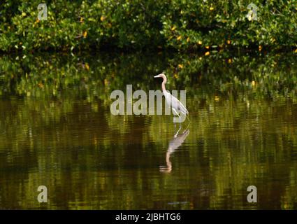 Sanibel Island, Florida, Stati Uniti, 5 giugno, 2022 foto reddish Egret classificato come 'minacciato' specie ed è protetto, meno di 2000 coppie nidificanti negli Stati Uniti, parte della famiglia Heron, come visto alla riserva di caccia Ding Darling a Sanibel Island, Florida. Foto di Jennifer Graylock-Graylock.com Foto Stock