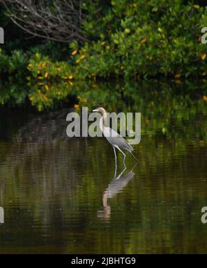 Sanibel Island, Florida, Stati Uniti, 5 giugno, 2022 foto reddish Egret classificato come 'minacciato' specie ed è protetto, meno di 2000 coppie nidificanti negli Stati Uniti, parte della famiglia Heron, come visto alla riserva di caccia Ding Darling a Sanibel Island, Florida. Foto di Jennifer Graylock-Graylock.com Foto Stock