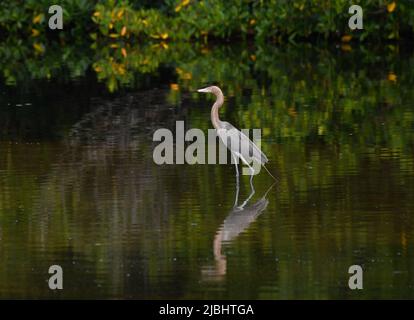 Sanibel Island, Florida, Stati Uniti, 5 giugno, 2022 foto reddish Egret classificato come 'minacciato' specie ed è protetto, meno di 2000 coppie nidificanti negli Stati Uniti, parte della famiglia Heron, come visto alla riserva di caccia Ding Darling a Sanibel Island, Florida. Foto di Jennifer Graylock-Graylock.com Foto Stock