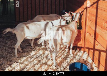 Zaanen capra. Una razza di capra domestica con lana corta e bianca, solitamente senza corna. Foto Stock
