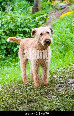 Cute cane all'aperto. Animali domestici in un parco estivo Foto Stock