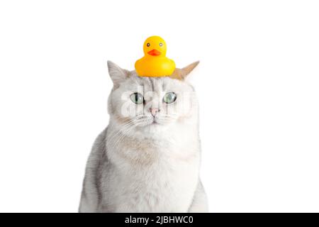 Divertente gatto bianco siede con un'anatra di gomma gialla sulla testa, su sfondo bianco. Foto Stock