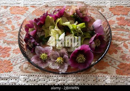 Teste di fiore di hellebore miste fanno una disposizione attraente della tabella. Foto Stock
