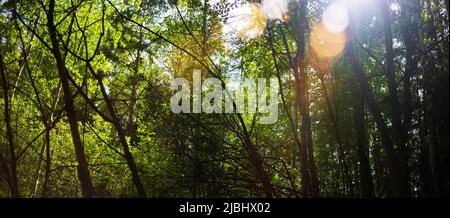 Vista dal basso delle alte corone di alberi nella foresta con verde fogliame al giorno d'estate soleggiato su sfondo raggi luminosi di sole splendere e abbagliare. Foto Stock
