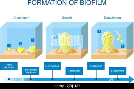 formazione di biofilm. fasi di sviluppo di biofilm. Ciclo di vita di Staphylococcus aureus. Cellule aderenti Illustrazione Vettoriale